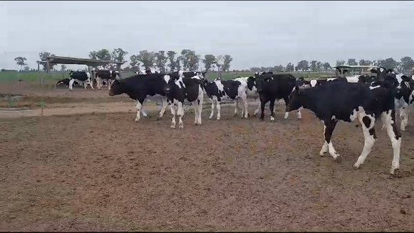 Lote 80 Novillitos Holando Argentino en Morteros, Córdoba