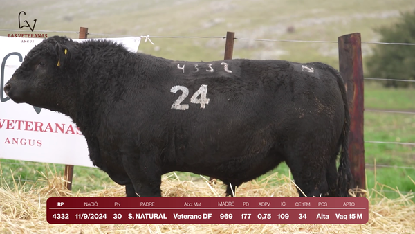 Lote Lote 8 Toros - RP 4332