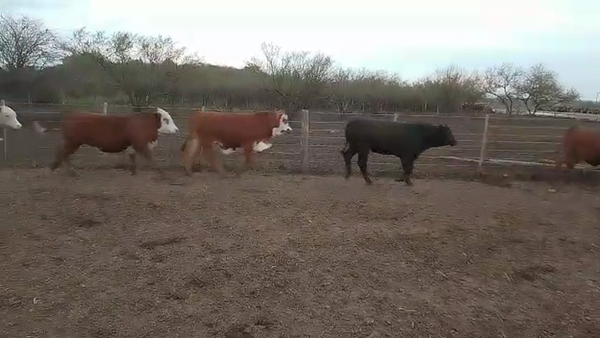 Lote 45 Novillitos y vaquillonas Cruzas en Cululú, Santa Fe