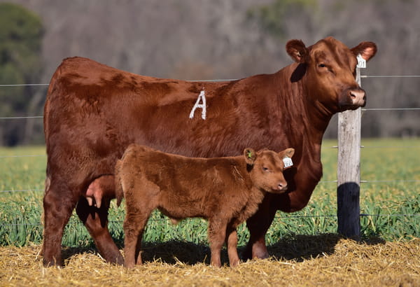 Lote VAQUILLONA ANGUS PP