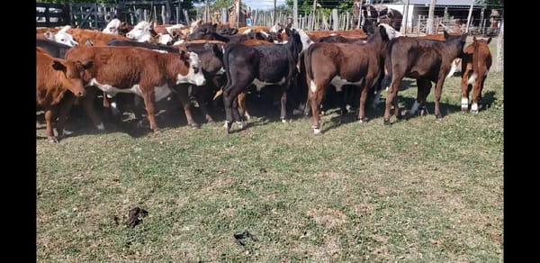 Lote 85 Terneros/as en Villaguay, Entre Ríos