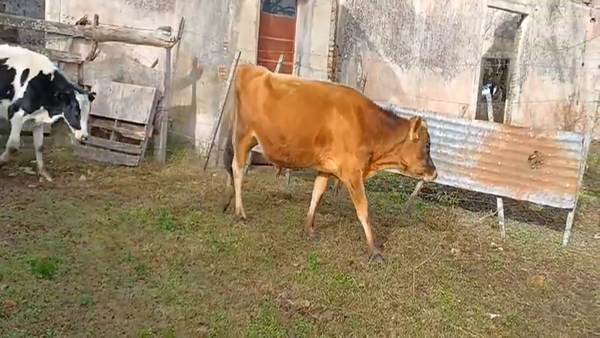 Lote (Vendido)2 Novillos Holando 230kg -  en Monzon
