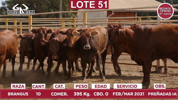 Lote Reproductores de Alborada - Lote 51