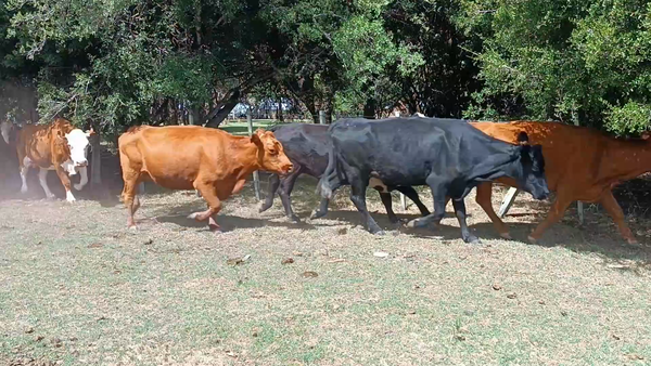 Lote 40 Vacas de Invernada en Villa del Carmen, Durazno