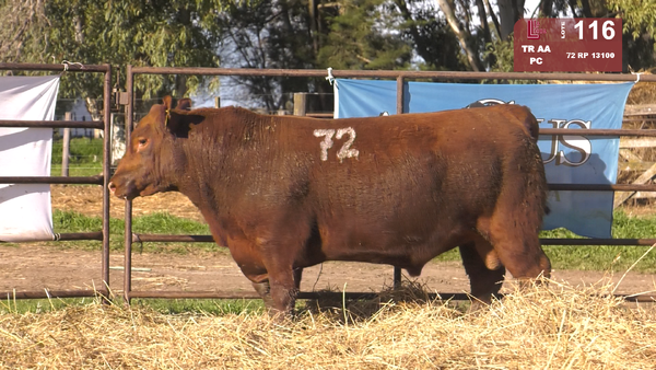 72 13100 — TOROS ANGUS COLORADOS  PC