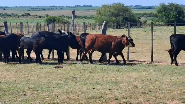 Lote TERNERAS