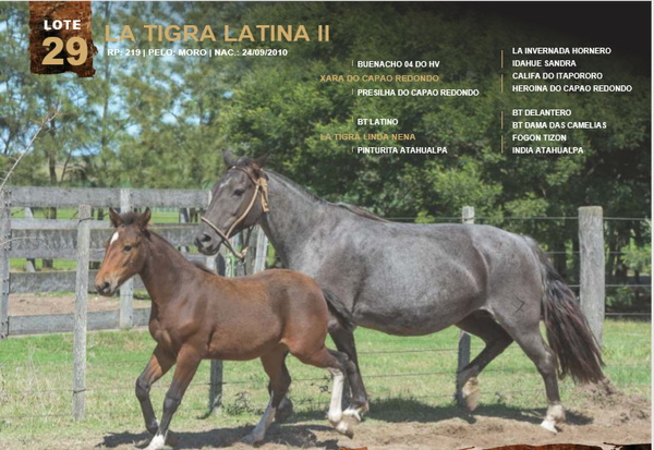 Lote LA TIGRA LATINA II