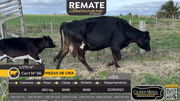 Lote 6 Piezas de cría A 12 km de Santa Catalina , Soriano