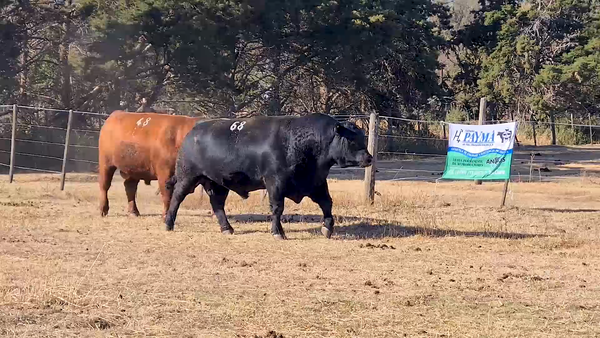 Lote TOROS A. ANGUS CABAÑA PAYMA