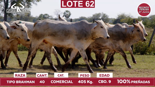 Lote Reproductores de Alborada - Lote 62