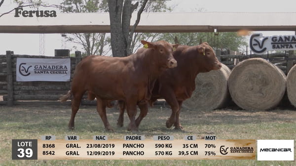 Lote Ganadera Santa Cecilia - Lote 39