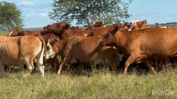 Lote 34 Vaca Consumo y exportación