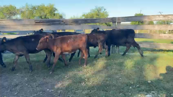 Lote TERNEROS Y TERNERAS