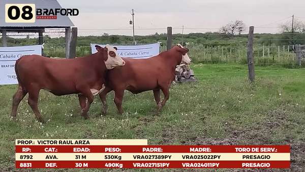 Lote LOTE 8