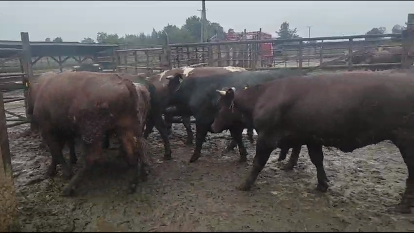 Lote 40 Novillo Gordo en Los Ángeles, VIII Región Biobío