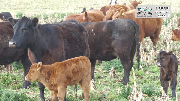 Lote VAQUILLONAS PC COLORADAS PARIDAS