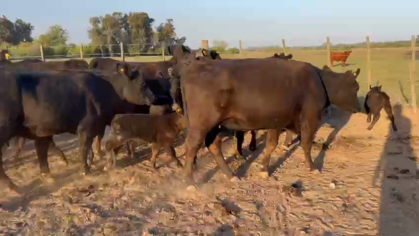 Lote 18 Vaquillonas C/ cria en Brandsen, Buenos Aires