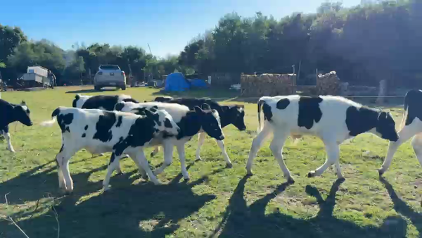 Lote TERNEROS