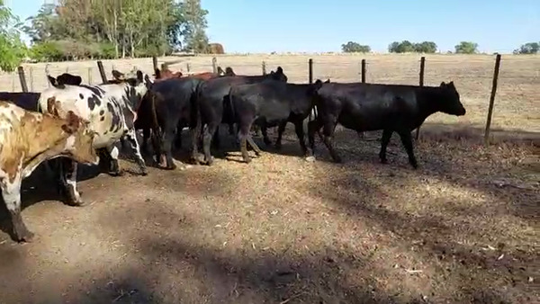 Lote 11 Novillos Angus y Normando en a 4 km de San Jose