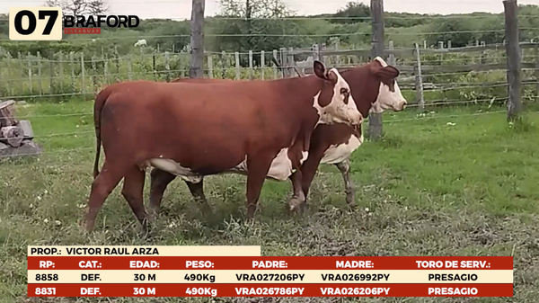 Lote LOTE 7