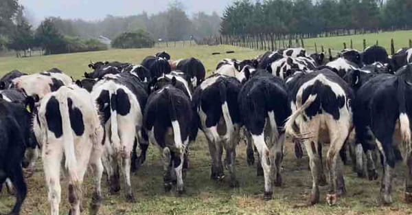 Lote 60 Novillo Engorda en Osorno, X Región Los Lagos