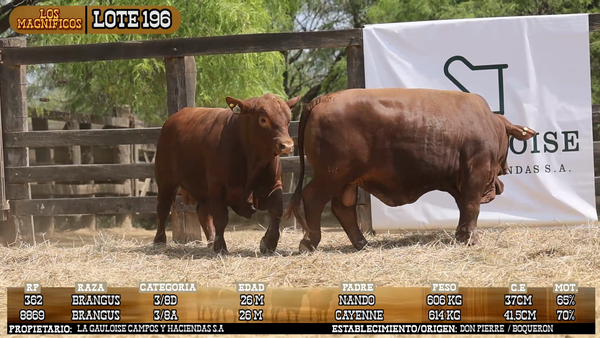 Lote LOTE 196 - VIVO
