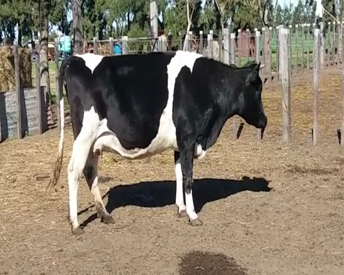 Lote (Vendido)Vacas de Invernada HO 600kg - , Colonia