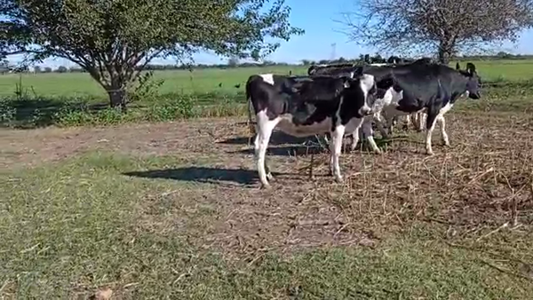 Lote Terneras  - Mario Borgogno