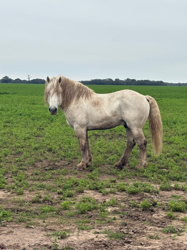 Lote Padrillo Percheron
