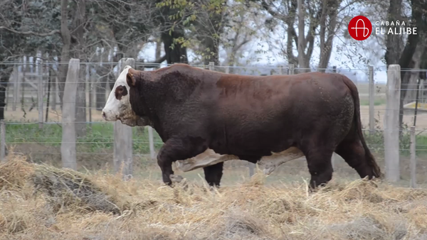 Lote BRAFORD EL ALJIBE