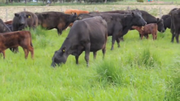 Lote 96 AL CTE USADAS