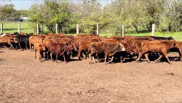 Lote 109 Terneros/as