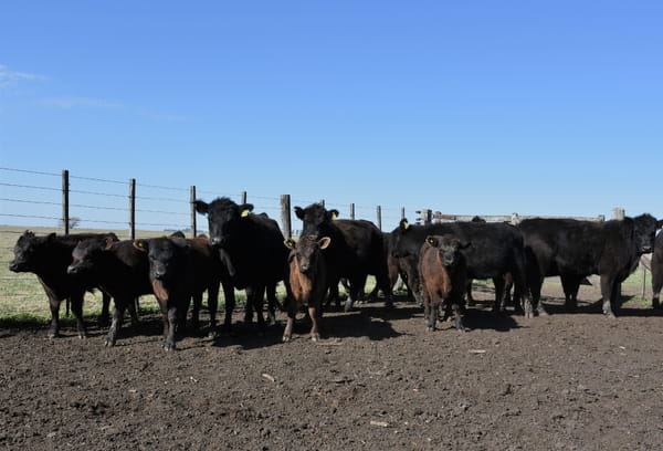 Lote VAQUILLONAS CON CRIA