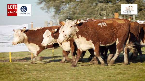 Lote LOTE 74/73 - VAQUILLAS BRAFORD GENERALES - S. COLECTIVO