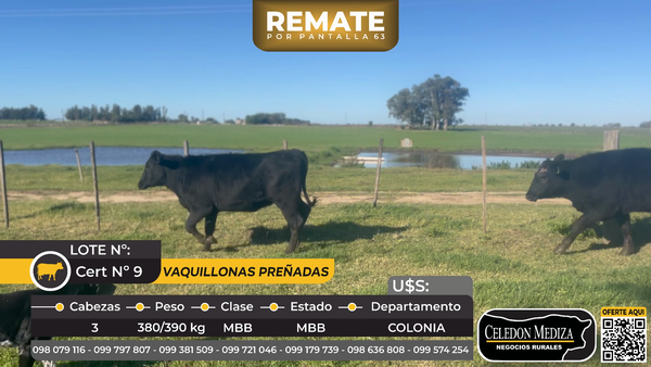 Lote 3 Vaquillonas Preñadas en Tarariras, Colonia