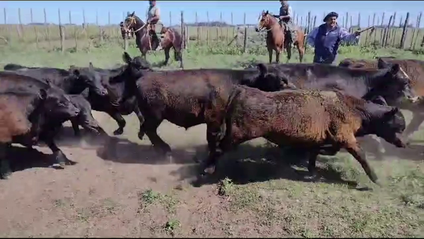 Lote 47 Terneros/as en Rauch, Buenos Aires