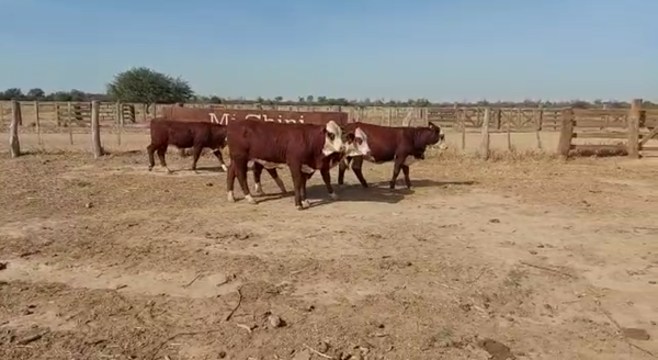 Lote Lote 26