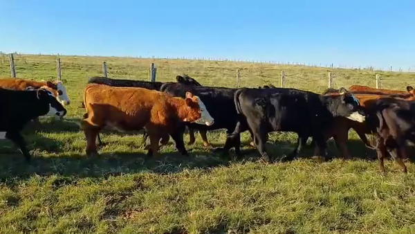 Lote VAQUILLONAS DE 1 A 2 AÑOS