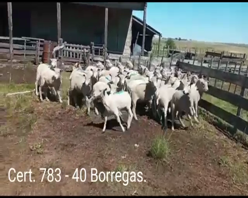 Lote BORREGOS