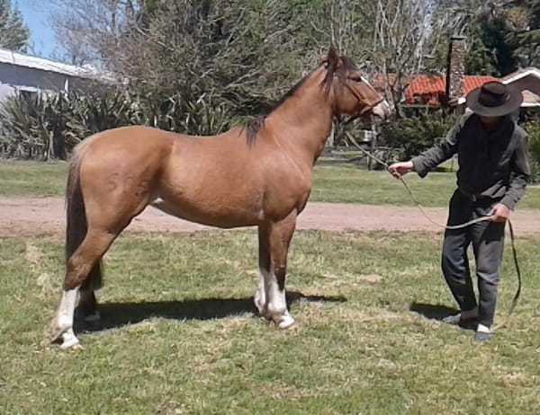 Lote Cabaña "Santa Genoveva" - RP 605 - Genoveva 605