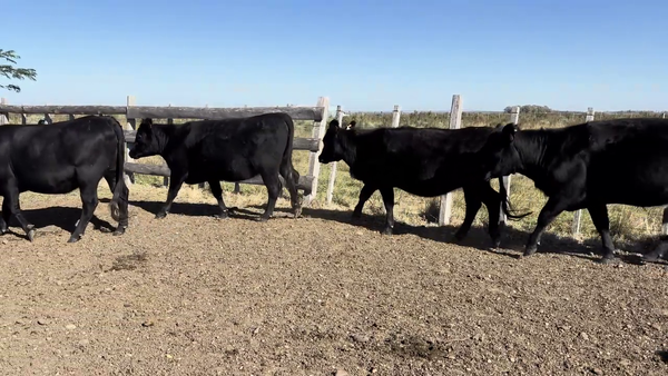  VACAS PREÑADAS