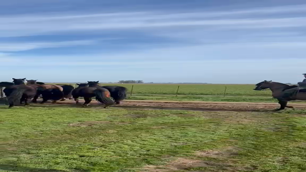 Lote ORDEN 32 YEGUA CRIOLLA DE ANDAR