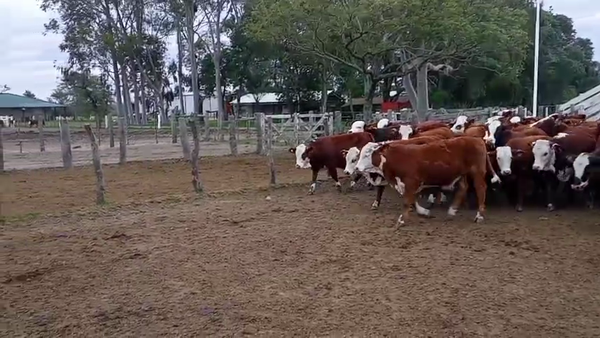 Lote 70 Terneros en Corrientes, Mercedes