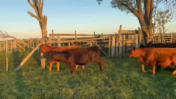 Lote 36 Terneros/as en Lincoln