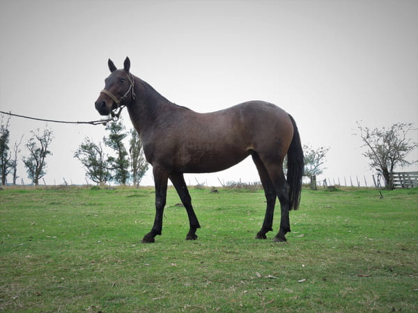 Lote PIRUSA EL TACUARAL - R.P. 267