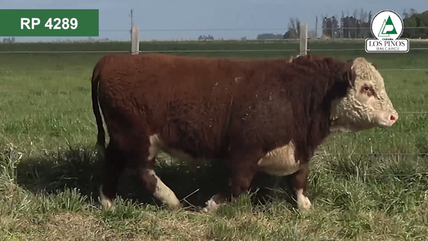 Lote 2 Toros P. HEREFORD en Balcarce