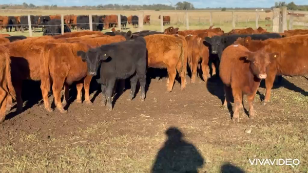 Lote 60 Terneras