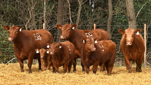 Lote VACAS ANGUS PARIDAS