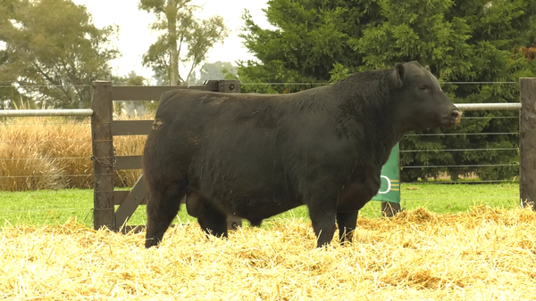 2586N* — TOROS A. ANGUS PURO PEDIGREE