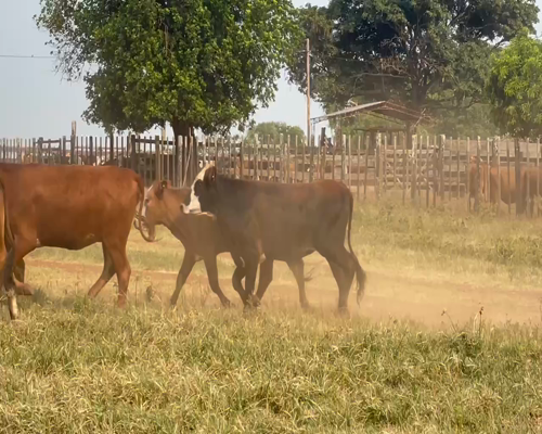 Lote 140 Vaquillonas en Ituzaingó, Corrientes